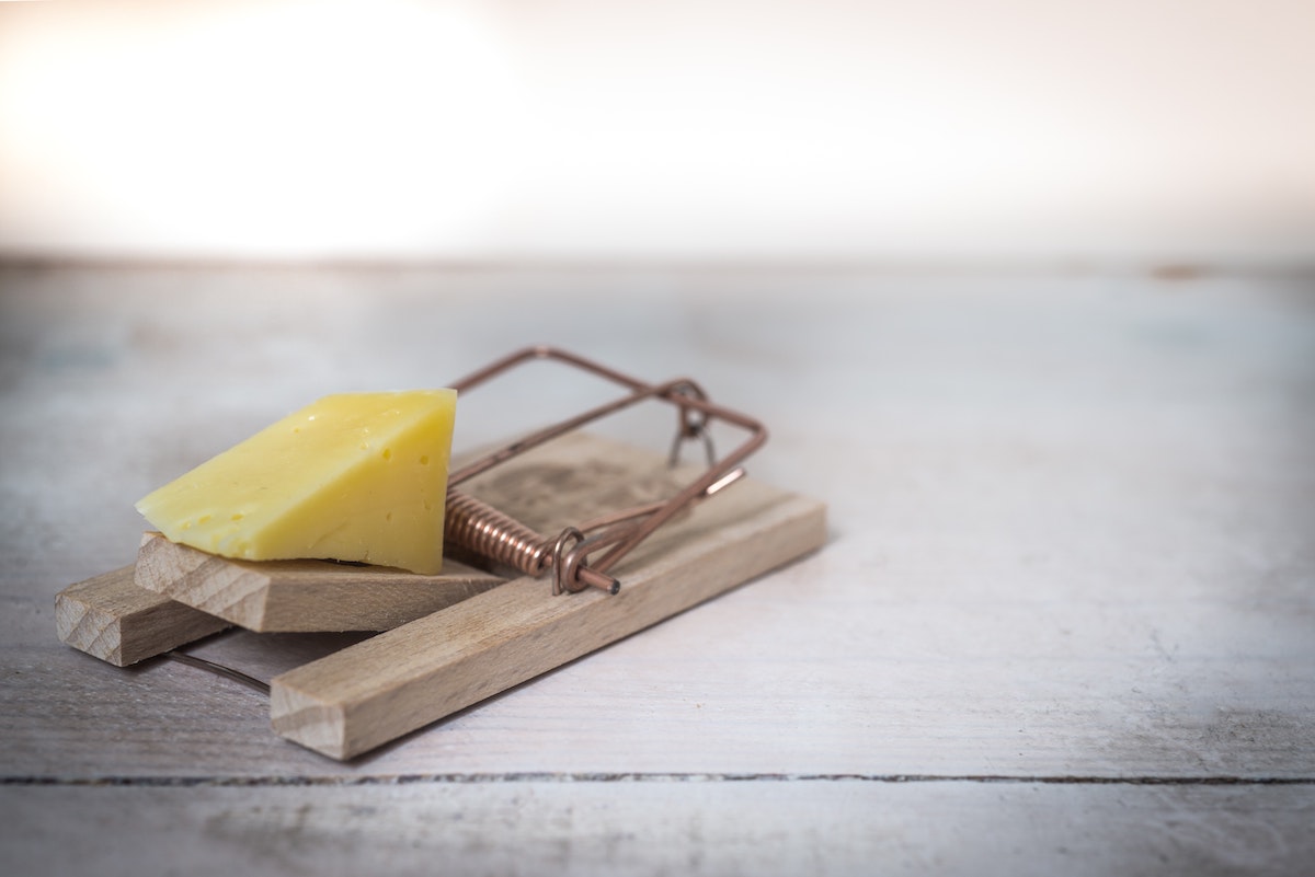 cheese on a mousetrap